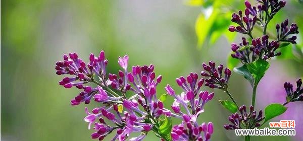 传递忍耐与思念之情——紫丁香的美丽寓意 紫丁香花语与寓意