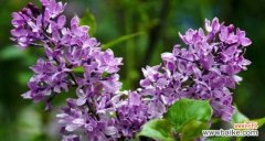 传递忍耐与思念之情——紫丁香的美丽寓意 紫丁香花语与寓意