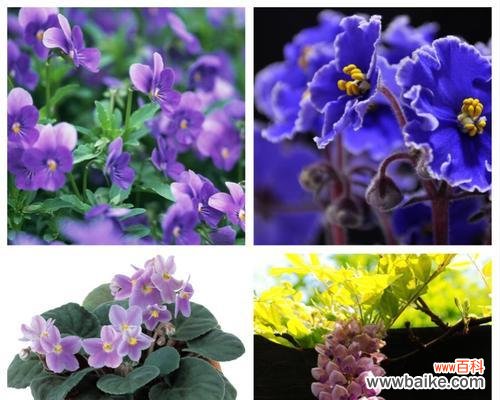 解读紫罗兰所传达的情感与象征 紫罗兰的花语与意义