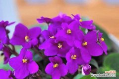 解读紫罗兰所传达的情感与象征 紫罗兰的花语与意义