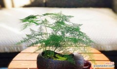 探寻文竹花的秘密和魅力 文竹花的寓意与象征意义