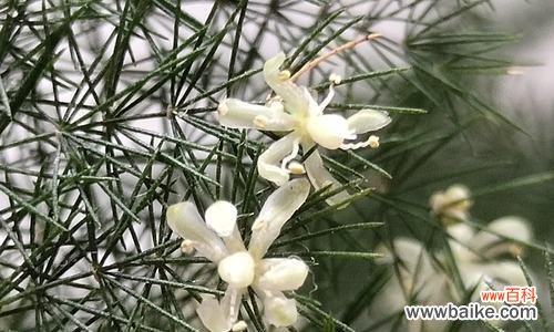 以文竹的象征意义探究生命的美好 文竹——永恒的生命之源