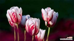 探寻郁金香花语的魅力与深意 郁金香之美