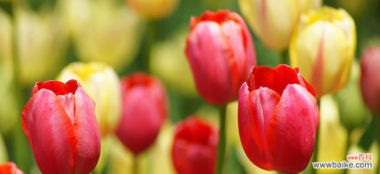 探寻郁金香花语的魅力与深意 郁金香之美