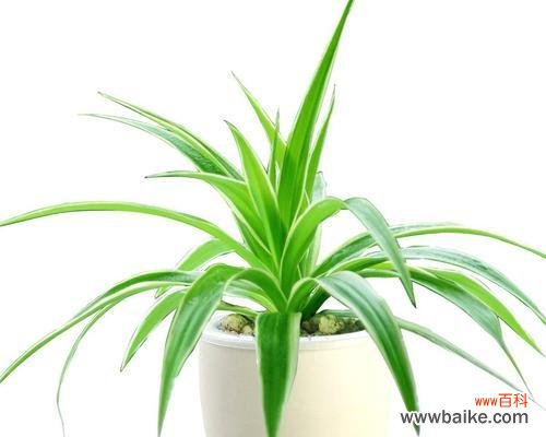 探索金心吊兰花开的含义 金心吊兰开花的寓意