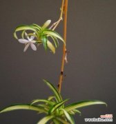 探索金心吊兰花开的含义 金心吊兰开花的寓意