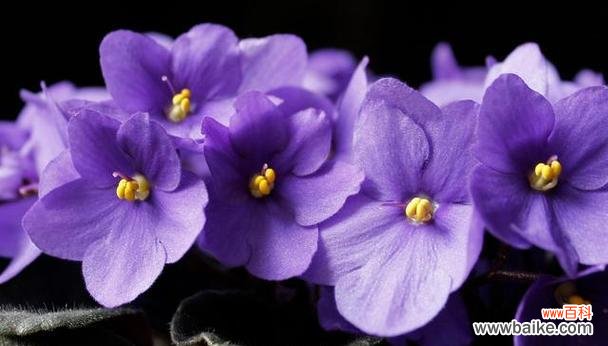 探索紫罗兰的花语及其象征意义 紫罗兰花语