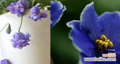 探寻紫罗兰的神秘魅力 紫罗兰的花语和传说