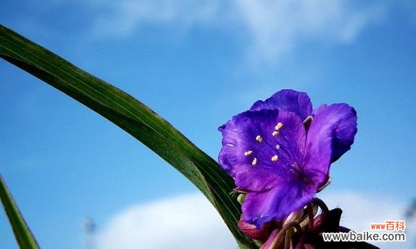 揭秘紫露草的情感传递与象征意义 紫露草的花语