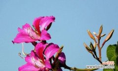 解读紫荆花的象征与内涵 紫荆花花语的深刻寓意