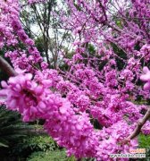 神秘而优雅 宫粉紫荆花——柔美与尊贵的象征
