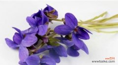 探寻紫罗兰花的花语与象征意义 紫罗兰花的神秘语言与深刻寓意