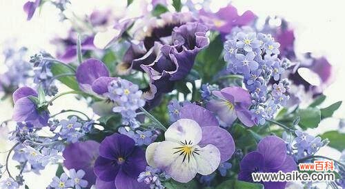 探寻紫罗兰花的花语与象征意义 紫罗兰花的神秘语言与深刻寓意