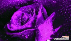 揭开紫玫瑰花语的神秘面纱 紫玫瑰的花语