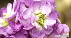 揭开紫罗兰花背后的秘密 紫罗兰花的象征意义及花语解读
