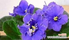 探寻紫罗兰背后的花语与涵义 紫罗兰的真正花语——寓意与象征的探寻