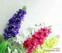 探索紫罗兰花语的深层含义 紫罗兰花语及其隐含的寓意