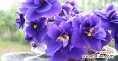 傲慢 紫罗兰花语图片大全