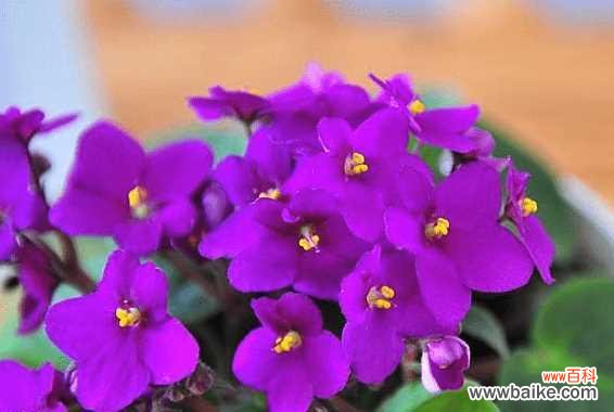 探寻紫罗兰花所传递的情感与寓意 紫罗兰花语的深意