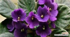 用花传达情意 紫罗兰花语及适合送给哪些人