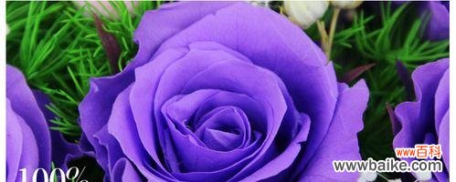 解读紫玫瑰所代表的情感和价值 紫玫瑰的寓意与象征