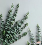 呼吸尤加利叶的清新 尤加利叶花语之美丽与祝福