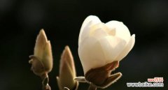 探寻玉兰花的意义与象征 玉兰花的寓意与象征