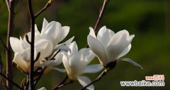 探索玉兰花的花语 玉兰花之美