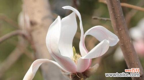 探索玉兰花的花语 玉兰花之美