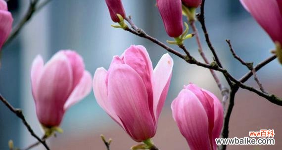 探索玉兰花的花语 玉兰花之美