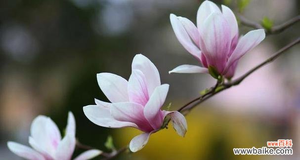 探索玉兰花的深层内涵 玉兰花的花语和寓意