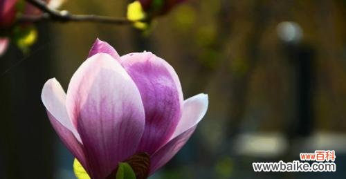 探索玉兰花的深层内涵 玉兰花的花语和寓意