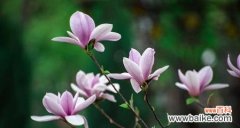 揭示玉兰花的深刻内涵与文化象征 玉兰花的寓意与象征意义