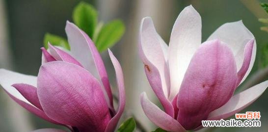 美丽而坚强 玉兰花的象征意义