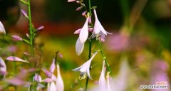 探索玉簪花的深层含义 玉簪花的花语及其寓意