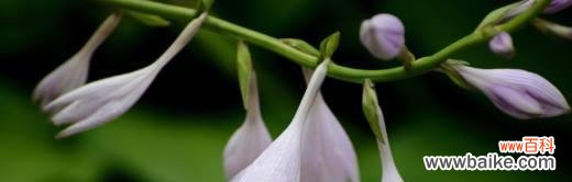 探索玉簪花的深层含义 玉簪花的花语及其寓意