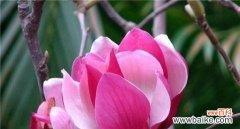 揭示玉兰花的文化内涵与美学价值 玉兰花的寓意与象征意义