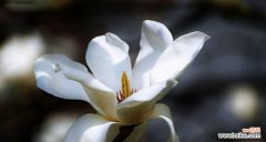 探寻玉兰花的美丽含义 玉兰花