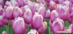 美丽绽放的花朵 郁金香的象征意义及其历史传承