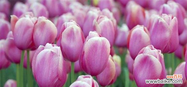 美丽绽放的花朵 郁金香的象征意义及其历史传承