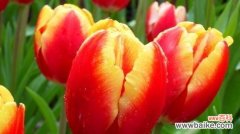 从花卉到文化符号 郁金香的象征意义