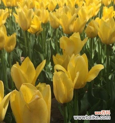 探寻郁金香的花语与意义 郁金香