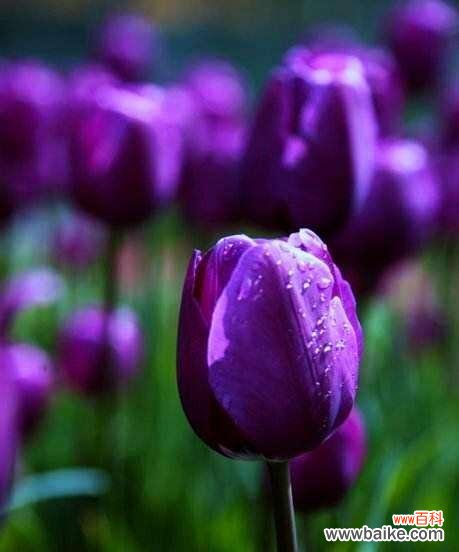 探寻郁金花的意义与象征 郁金花的花语及其寓意