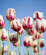 探究郁金香的象征意义及其文化背景 郁金香