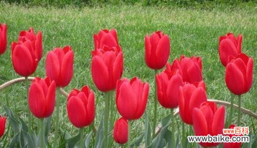 探寻郁金香所代表的花语及其深刻意义 郁金香的花语