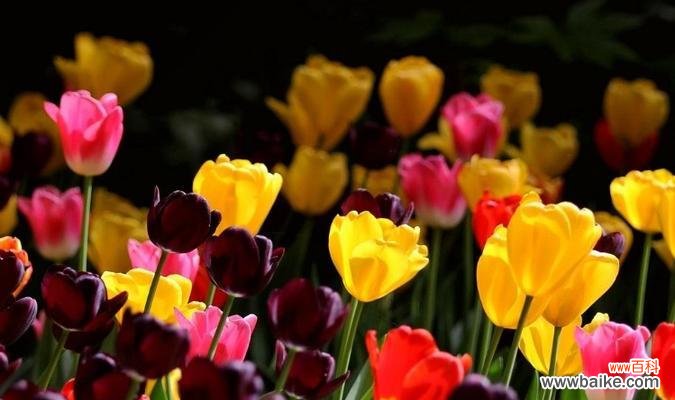 解读紫色郁金香的深邃与神秘 紫色郁金香的花语与寓意