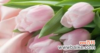 解读紫色郁金香的深邃与神秘 紫色郁金香的花语与寓意