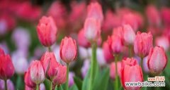 郁金香 郁金香花语与寓意