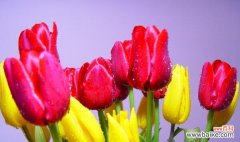 传世的花语与多彩的花海 郁金香