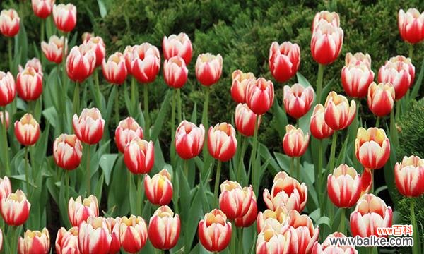 探究郁金香的象征意义 郁金香的寓意与象征